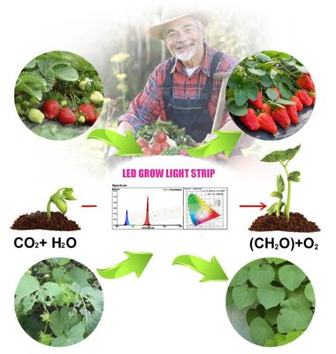 1W SMD 3030 Chip LED Blu per Coltivazione 440-470nm 300mA 3.0-3.4V