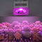 200W Full Spectrum COB LED Grow Light Multi Wavelength Aluminium